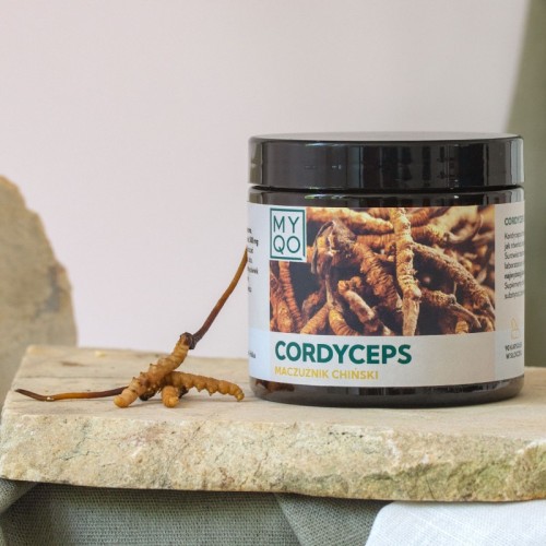 cordyceps-sinensis-maczuznik-chinski 2.JPG